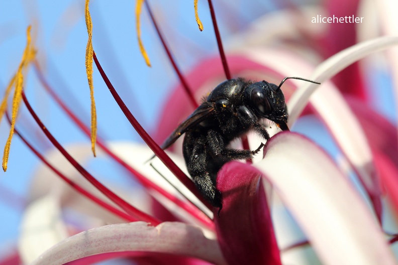 Holzbiene (Xylocopa sonorina)